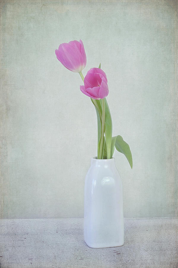 Tulip Love Photograph by Kim Hojnacki