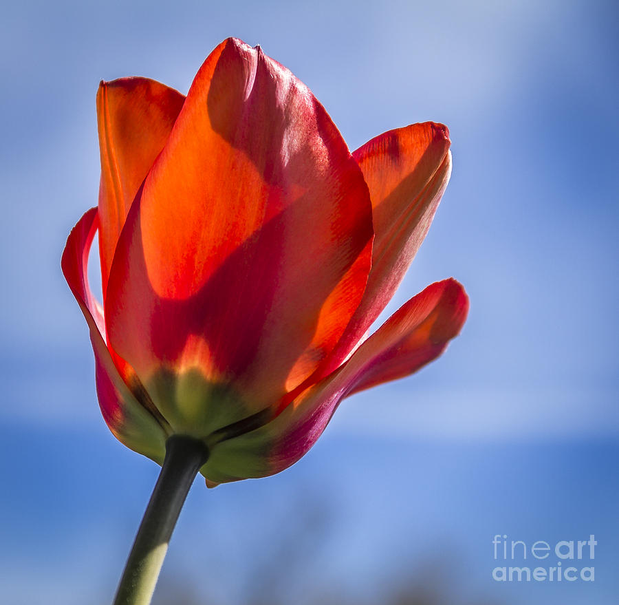 Tulip Luminance Photograph by Joann Long