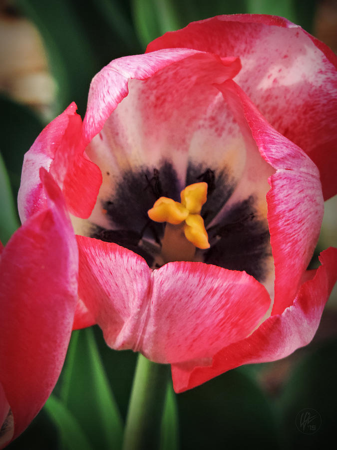 Tulip Macro 001 Photograph by Lance Vaughn