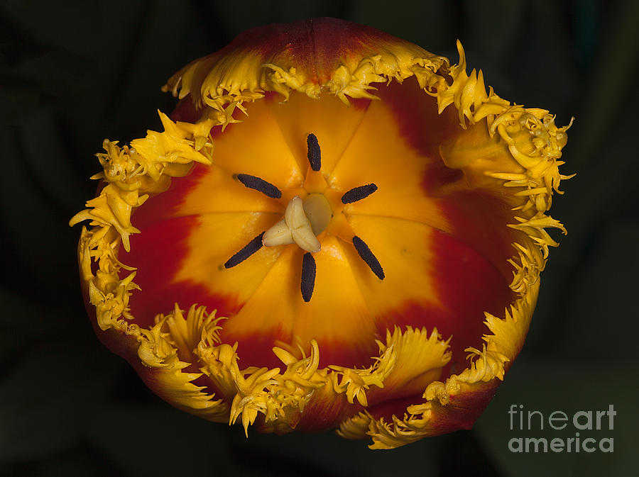 Tulip Macro Photograph by Ann Jacobson