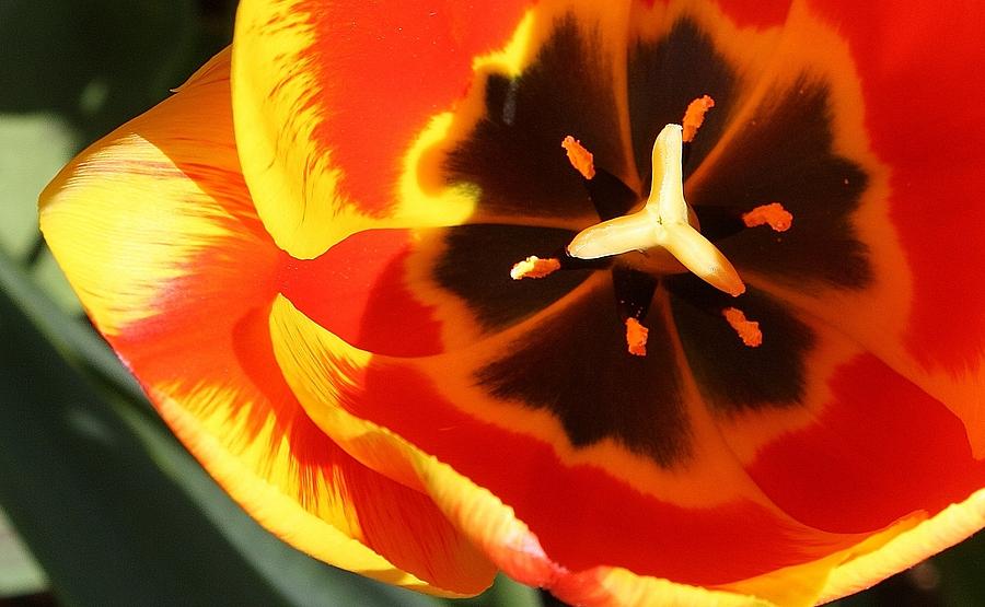 Tulip Macro Photograph by Bruce Bley