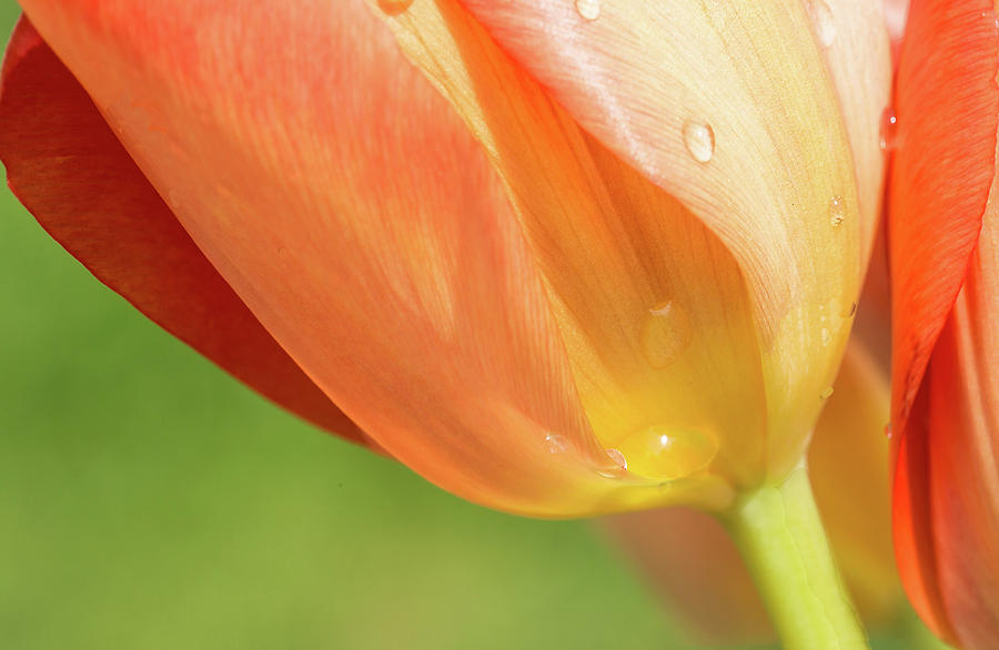 Tulip Macro Photograph by Elvira Butler