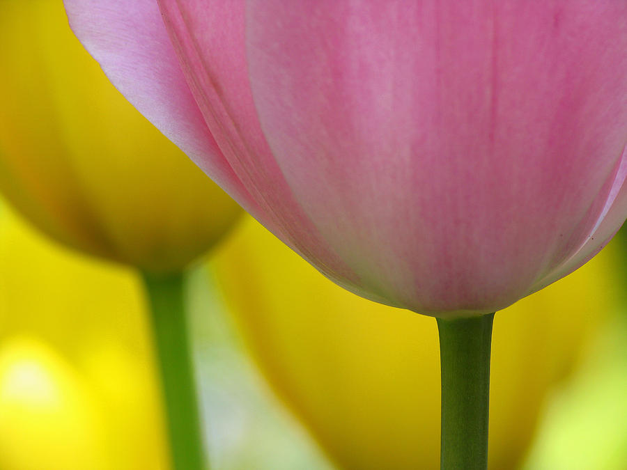 Tulip Macro Photograph by Juergen Roth