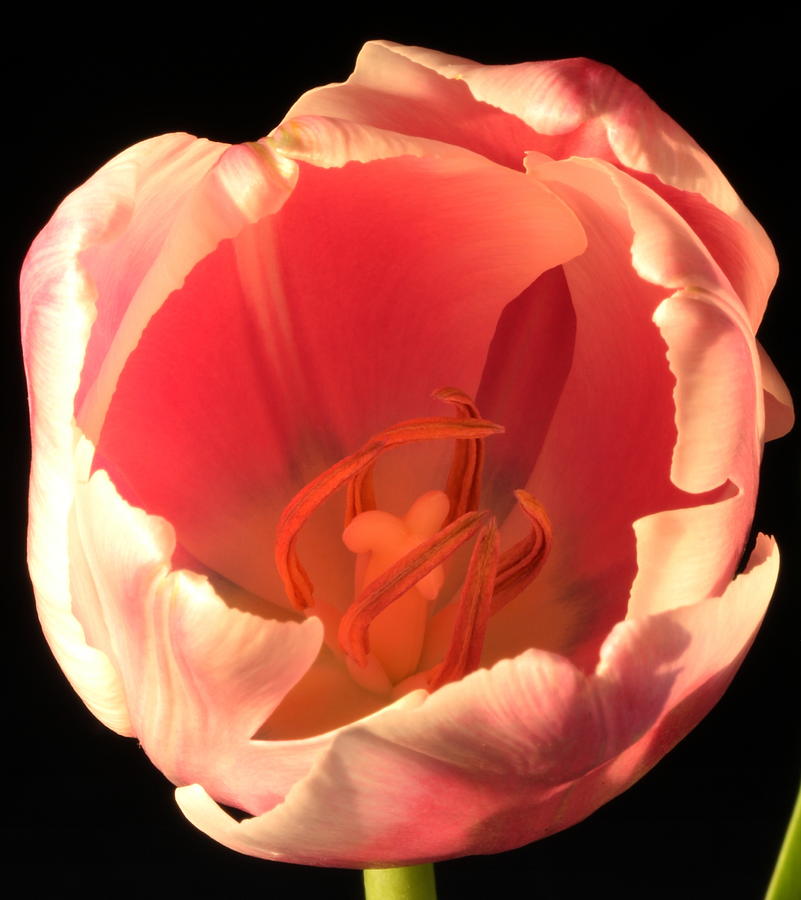 Tulip Macro Photograph