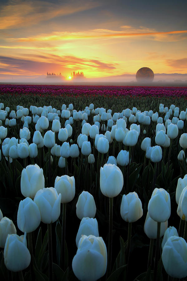 Tulip Magic Photograph by Vincent James