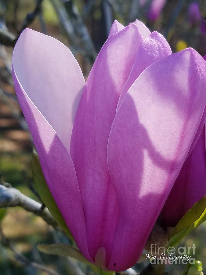 Tulip Magnolia 1 Photograph by Maria Urso