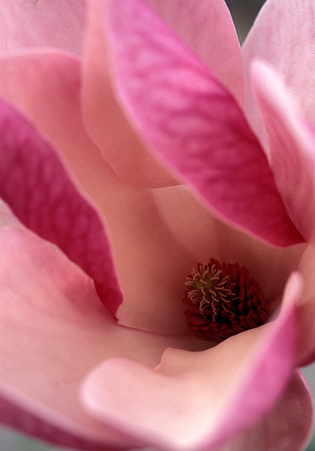Tulip Magnolia Blossom Photograph by Kathy Yates