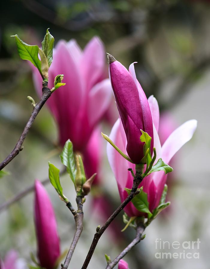 Tulip Magnolia Photograph by Chris Anderson