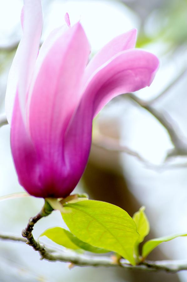 Tulip Magnolia Spring Photograph by Warren Thompson