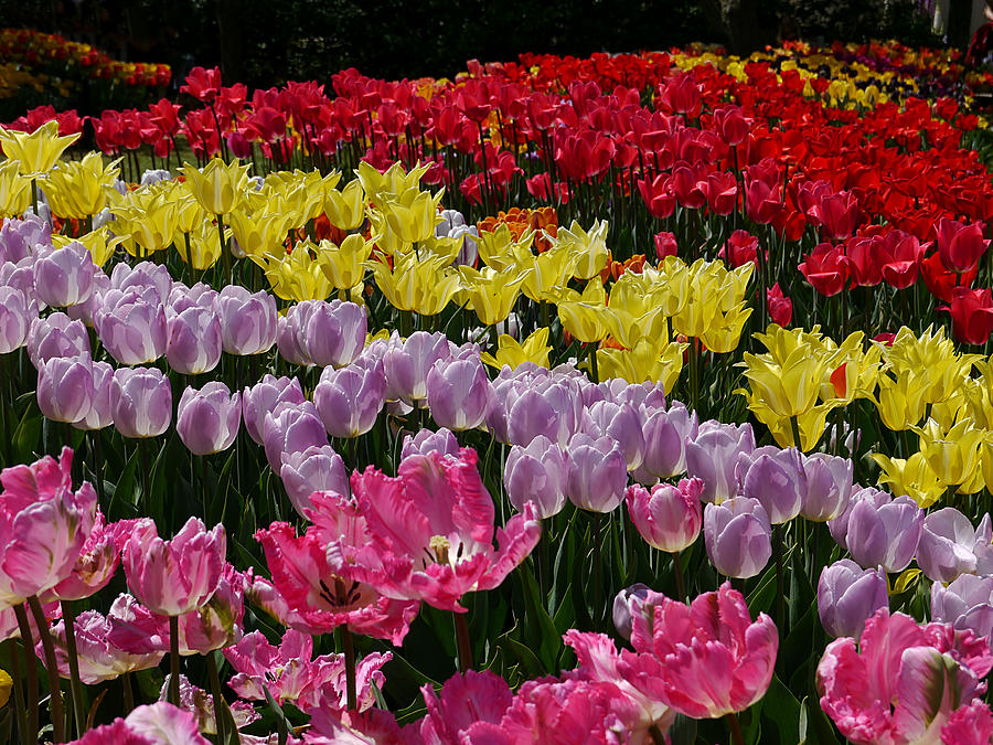Tulip Mania Photograph by Richard Reeve