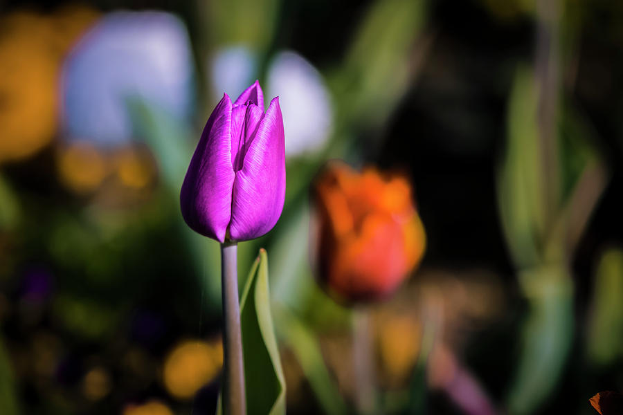 Tulip Photograph by Marc Braner