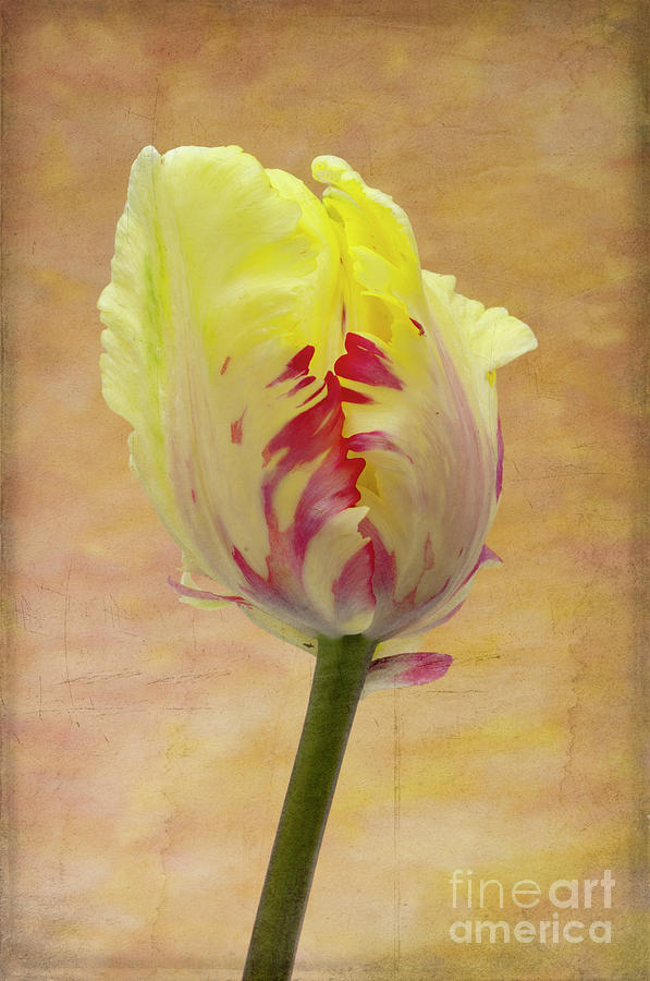 Tulip Photograph by Marion Galt