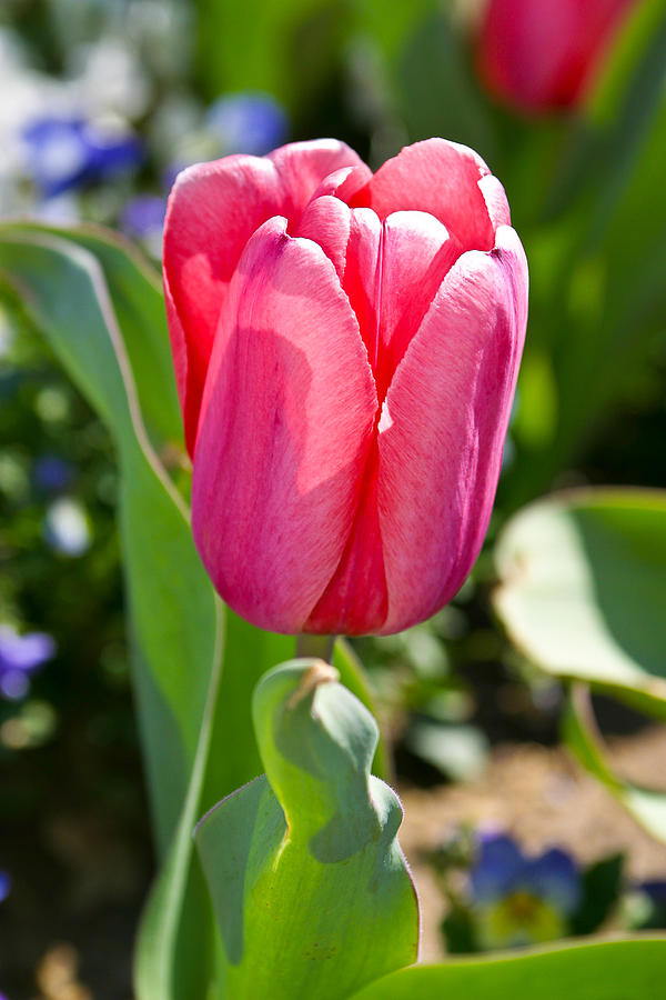Tulip Photograph by Mark Currier