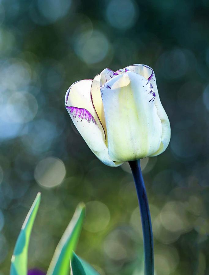 Tulip Photograph by Maureen Fahey