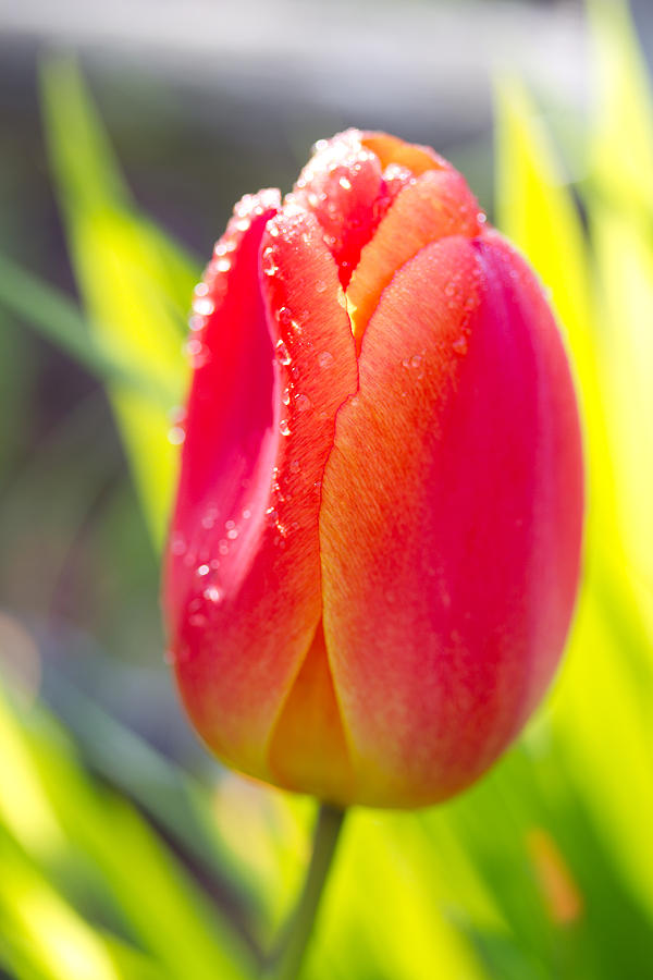 Tulip - May - Flower Photograph by Marie Jamieson