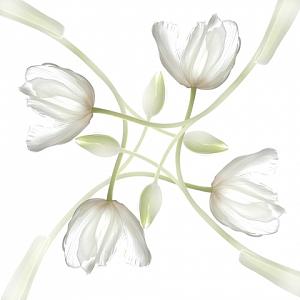 White Photograph - Tulip Maze by Richard Nodine White Photograph - Tulip Maze by Richard Nodine