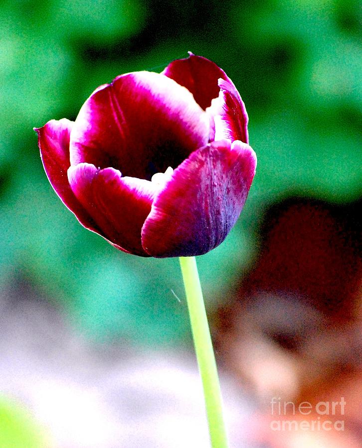 Floral Photograph - Tulip me  by David Lane