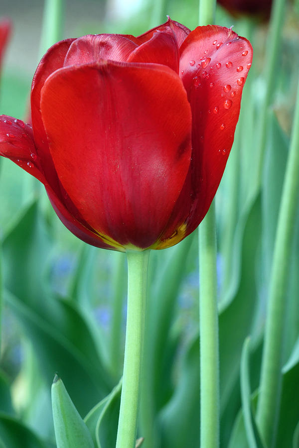 Tulip Photograph by Michelle Joseph-Long