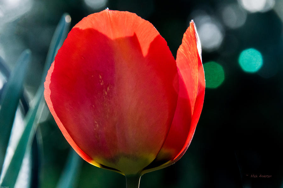 Spring Photograph - Tulip by Mick Anderson