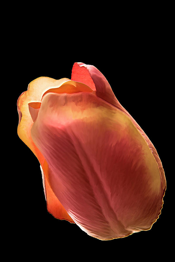 Tulip by Mike Stephens Tulip by Mike Stephens