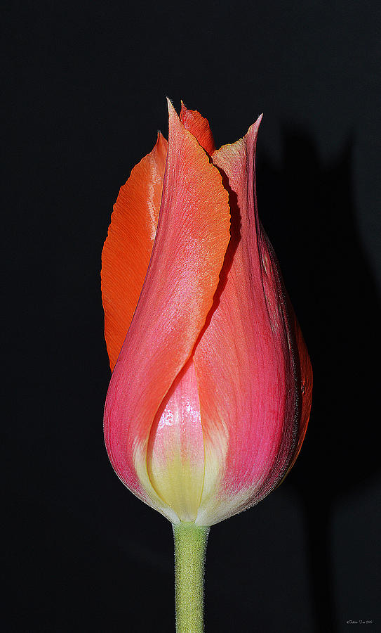 Tulip model nr. 1 Photograph by Felicia Tica