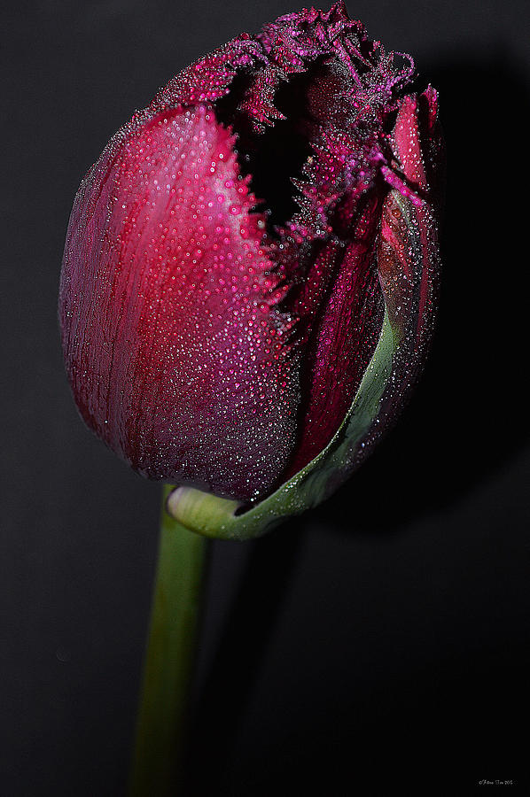 Tulip Model Nr. 2  Photograph by Felicia Tica