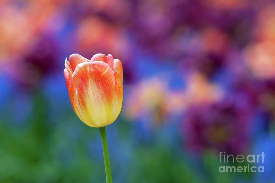 Abstract Photograph - Tulip Montevideo by Tim Gainey