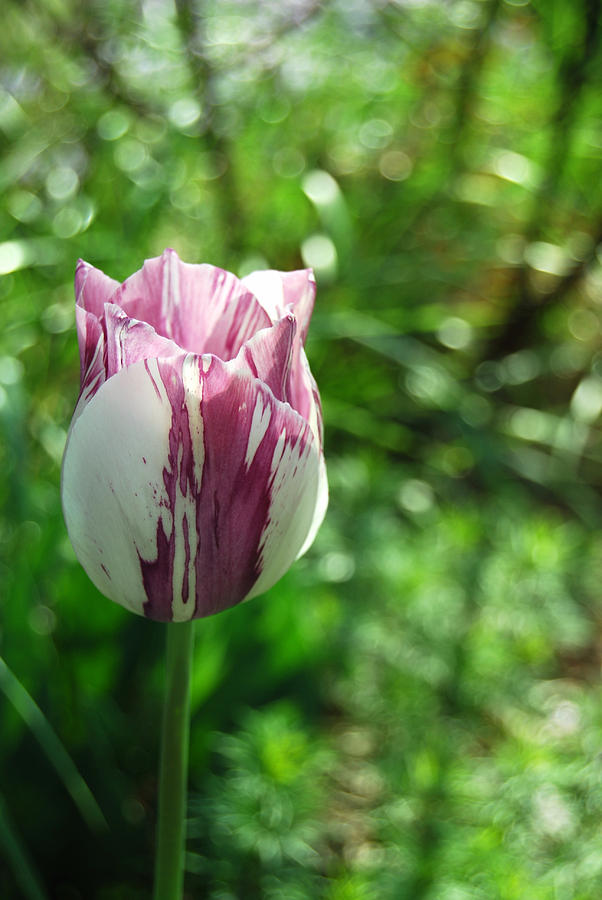 Tulip Morn Photograph by Trish Hale