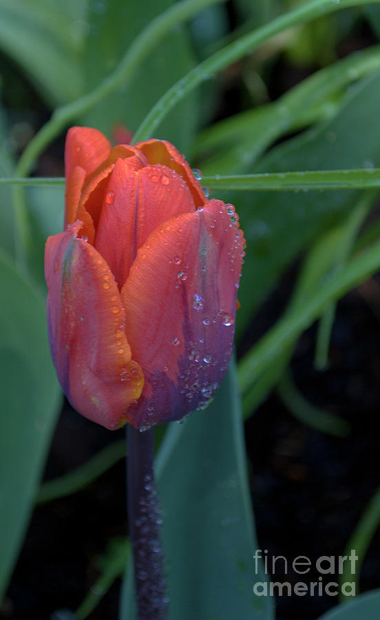 Tulip Morning Dew Photograph by Skip Willits