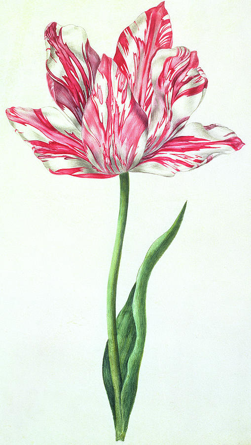 Tulip Painting - Tulip by Nicolas Robert