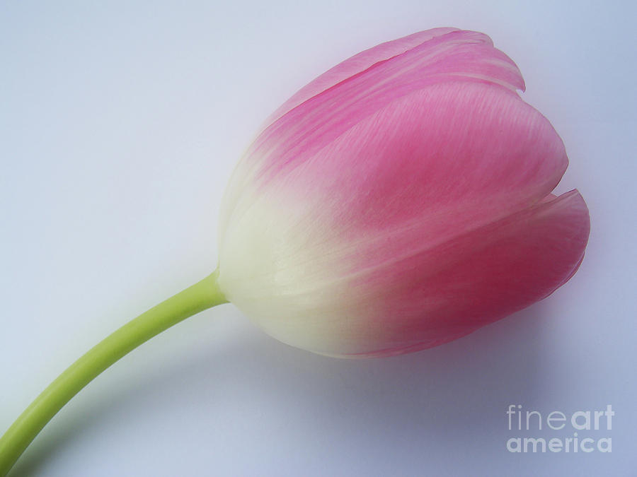 Tulip Photograph by Nina Ficur Feenan