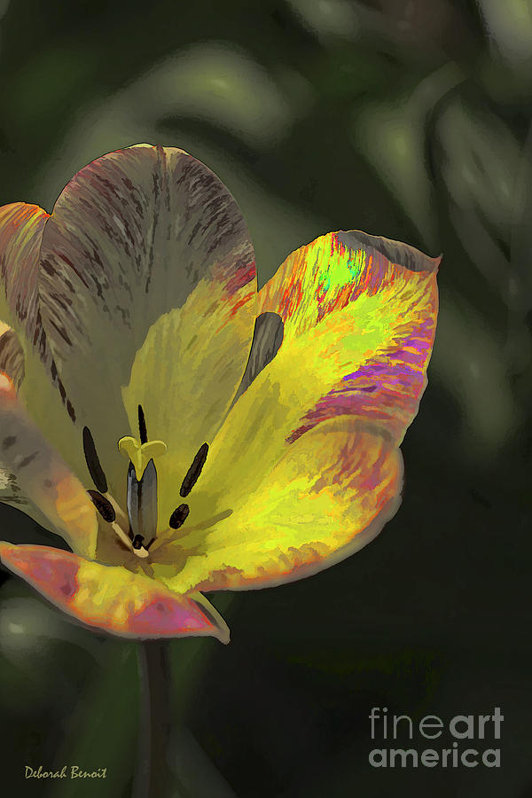 Tulip Of Many Colors Photograph by Deborah Benoit