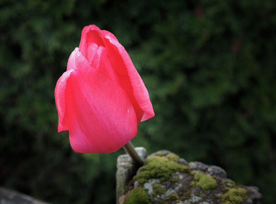 Tulip Photograph - Tulip On A Mossy Post by Juan Stout