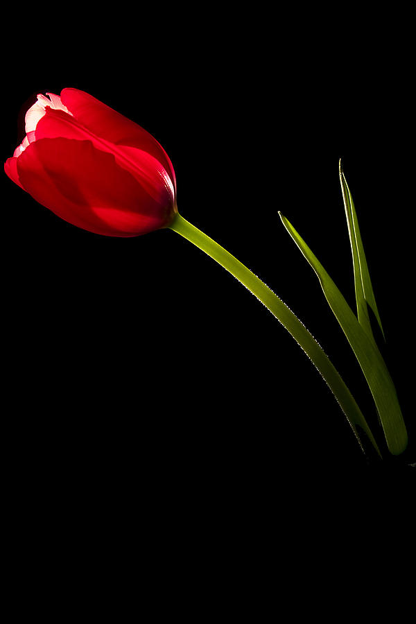 Tulip on Black Photograph by Andrew Soundarajan