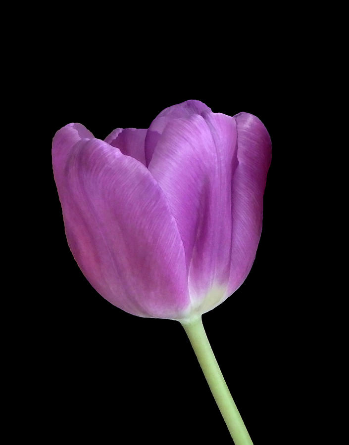 Tulip On Black Photograph by Johanna Hurmerinta