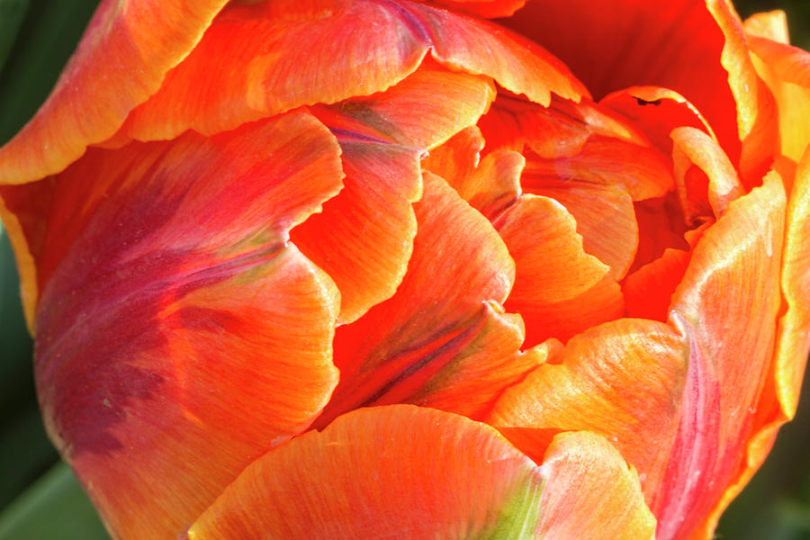 Tulip On Fire Photograph by Lindley Johnson