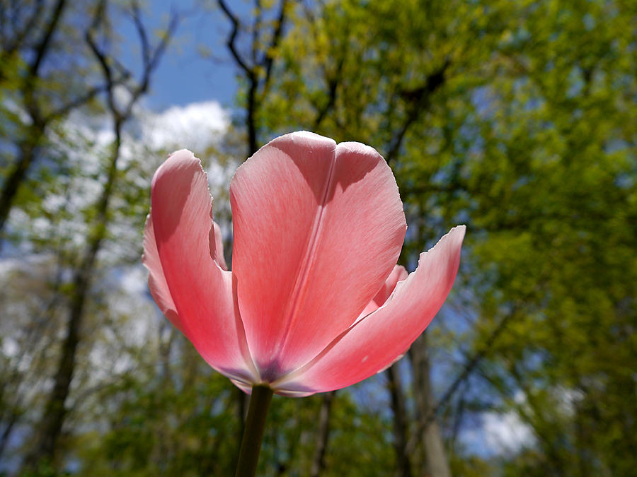 Tulip - Open to the sky Photograph by Richard Reeve