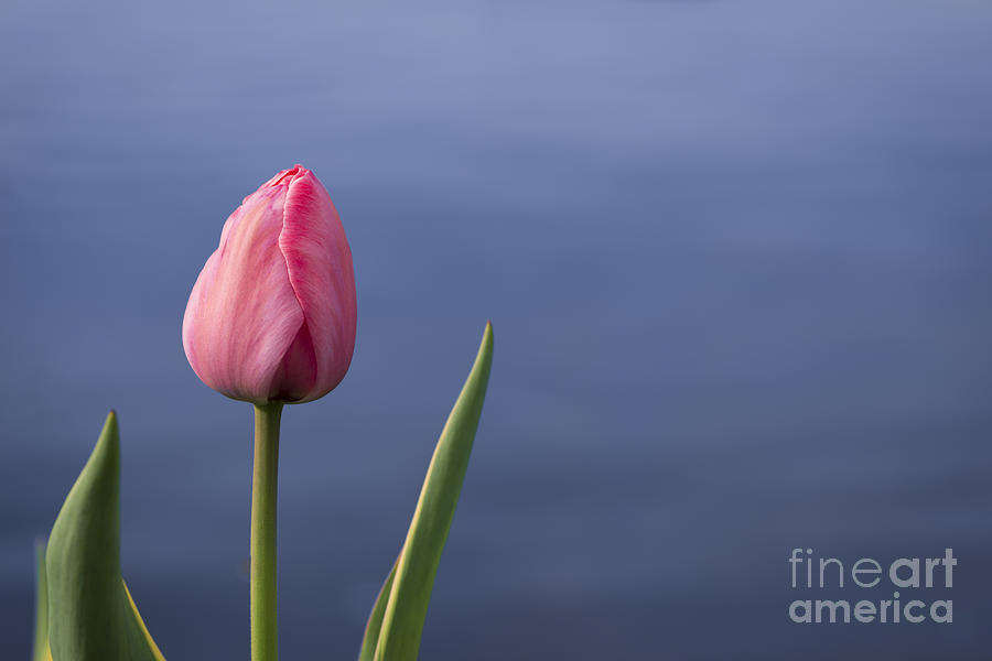 Tulip over Ripples Photograph by Andrea Silies