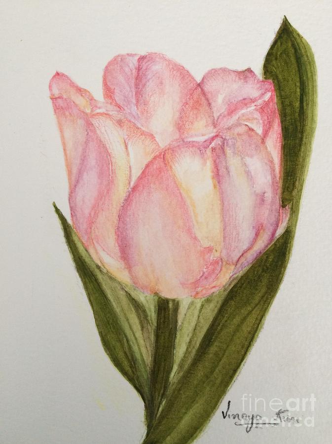 Tulip Watercolor Painting -triumph Tulip Painting