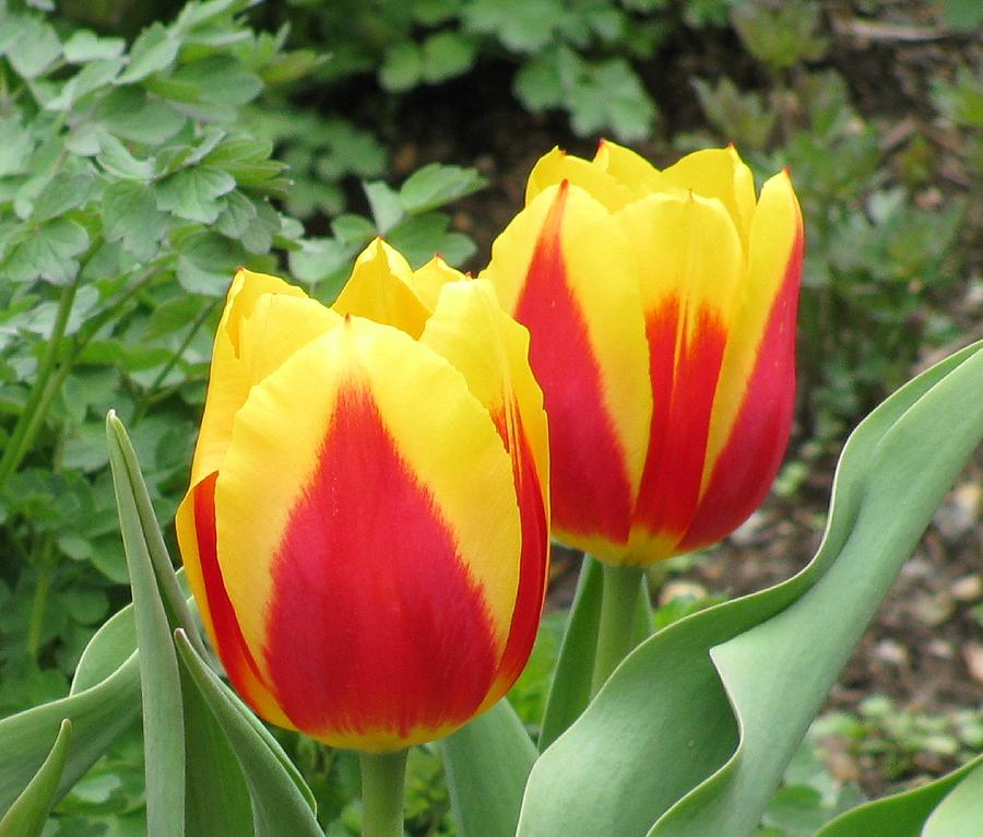 Tulip Photograph - Tulip Pair by Camera Candy