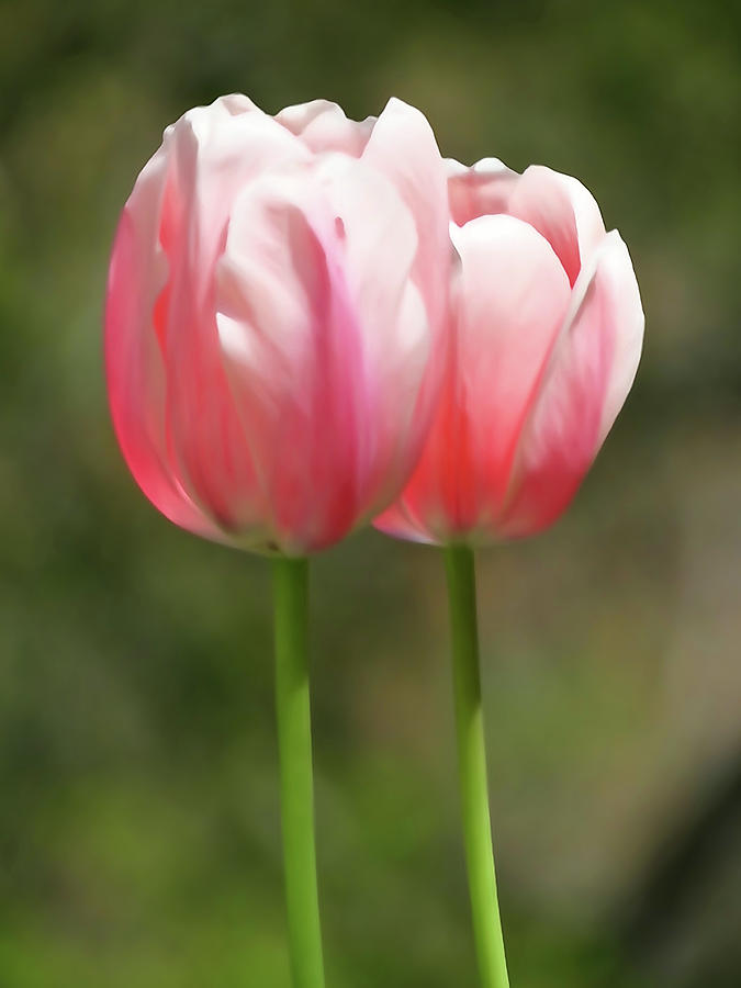 Tulip Pair Photograph by David T Wilkinson