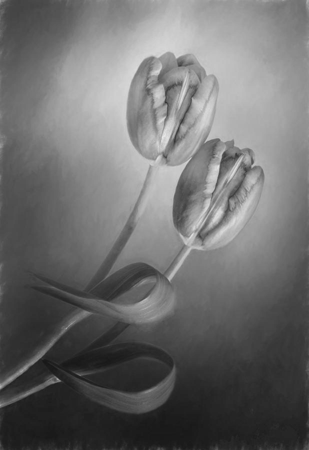 Tulip Pair in Monochrome Photograph by David and Carol Kelly | Fine Art ...