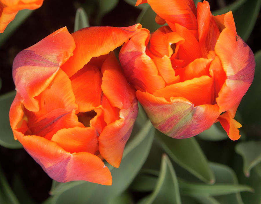 Tulip Pair Photograph by Jean Noren