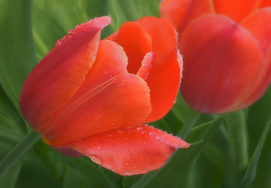 Tulip Photograph - Tulip Pair - Red Flowers by Nikolyn McDonald
