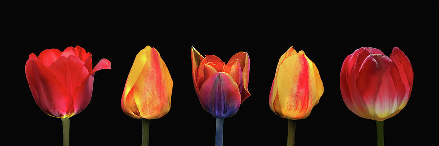 Tulip Parad 2 Photograph