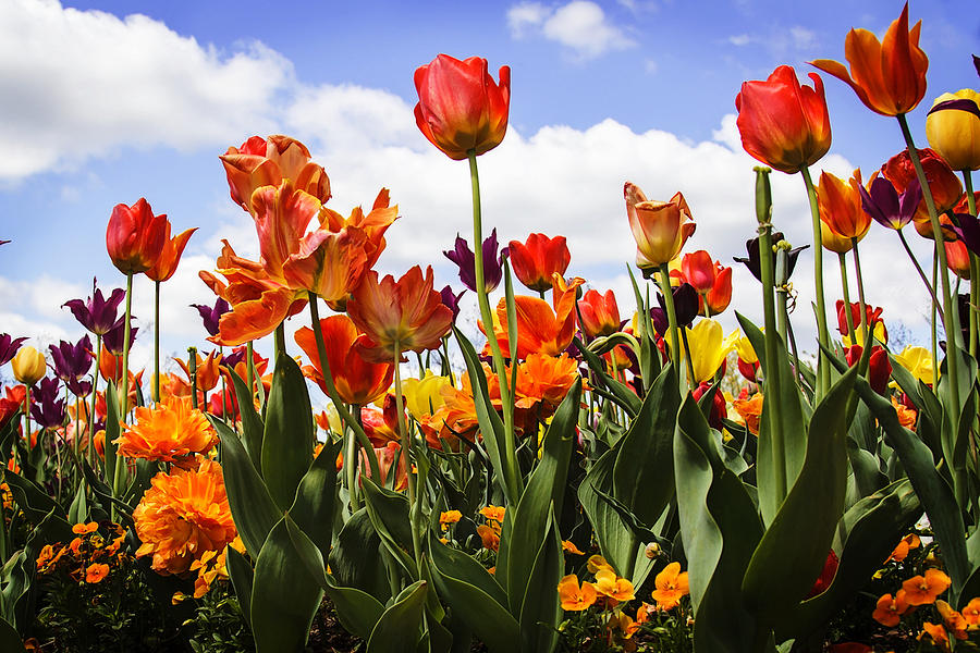 Tulip Parade -1 Photograph by Alan Hausenflock
