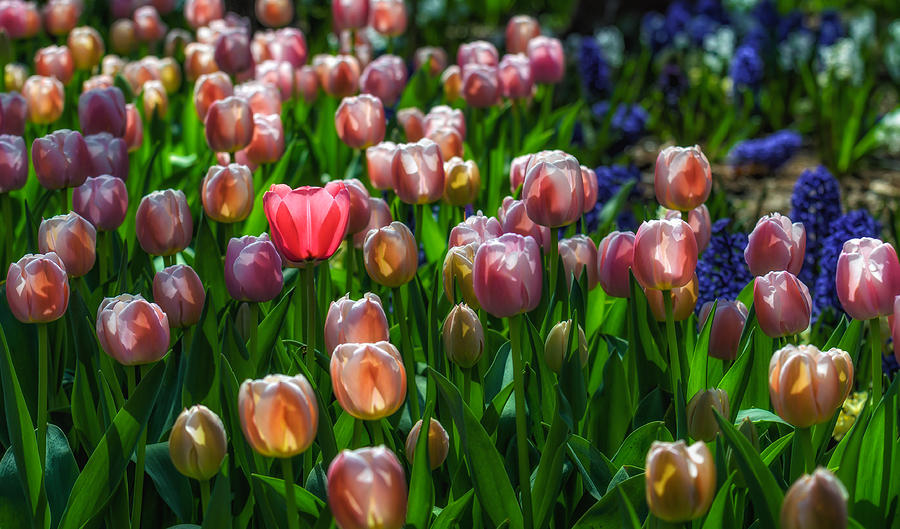 Tulip Parade Photograph by James Barber