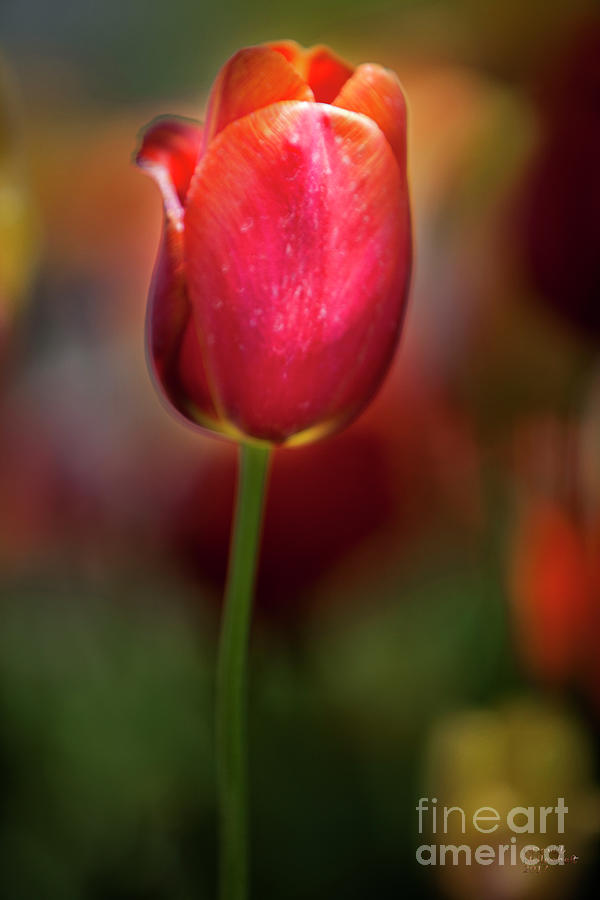 Tulip Passion Photograph by David Millenheft