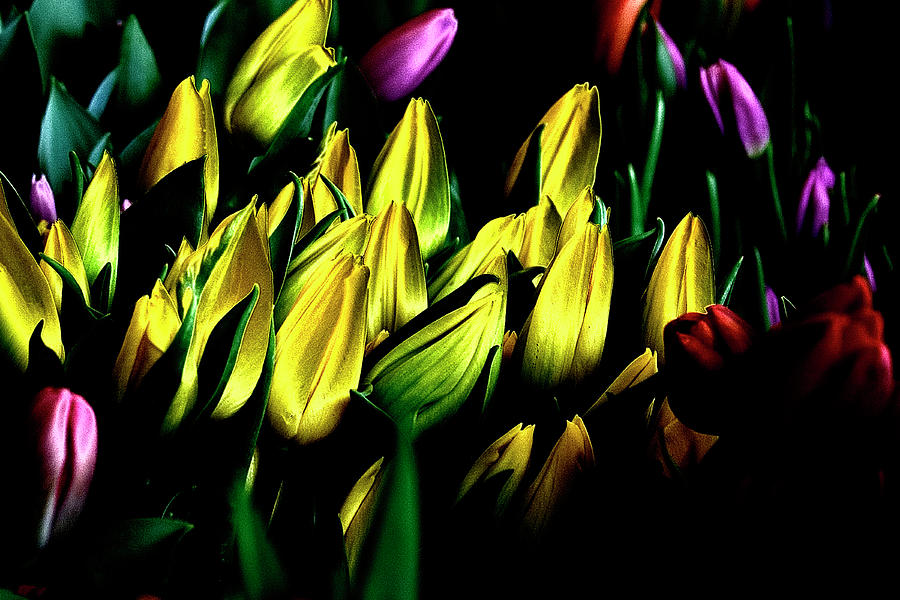 Tulip Patch Photograph by David Patterson