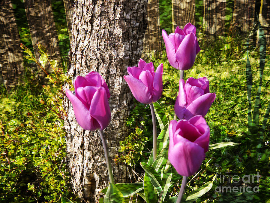 Tulip Perfection Photograph by Brenda Kean